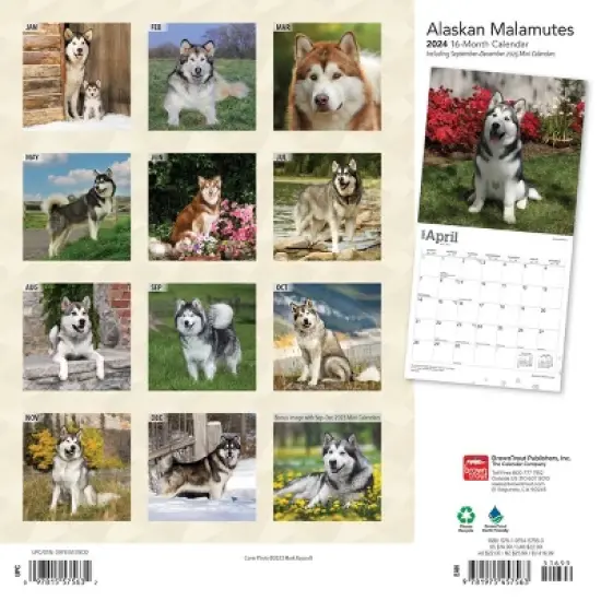 Browntrout 2024 Wall Calendar 12"x12" Alaskan Malamutes image {1}