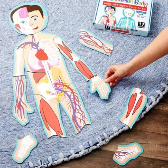 Blue Panda 17-Pcs Large Magnetic Human Body Puzzle for Kids, Double-Sided Anatomy and Organs, Skeleton, Body Parts Model (3 ft) image {1}