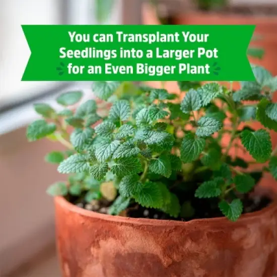 Back to the Roots Organic Lemon Balm Wellness Planter Grow Kit with Pot Soil and Seeds image {5}