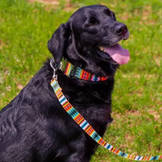 Country Brook Petz Premium Summer Pines Dog Collar image {1}