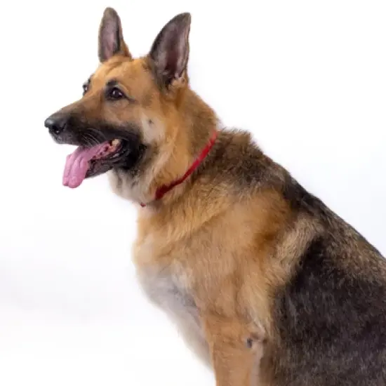 Country Brook Petz Premium Nylon Dog Collar image {7}