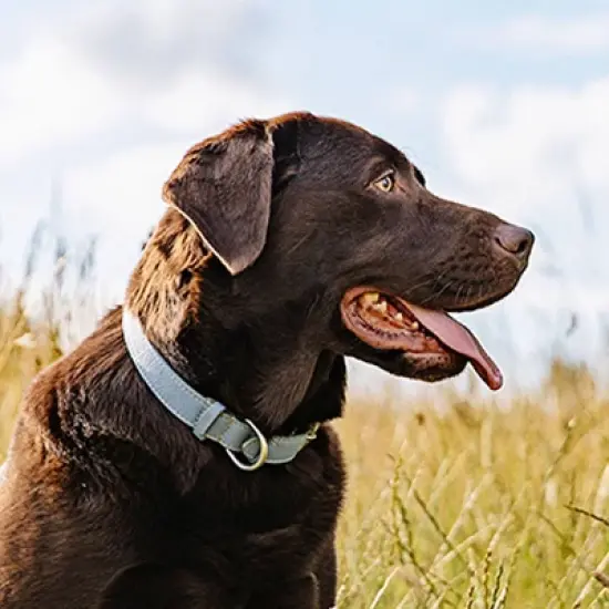 Nutro Natural Choice Lamb and Brown Rice Recipe Large Breed Adult Dry Dog Food image {5}