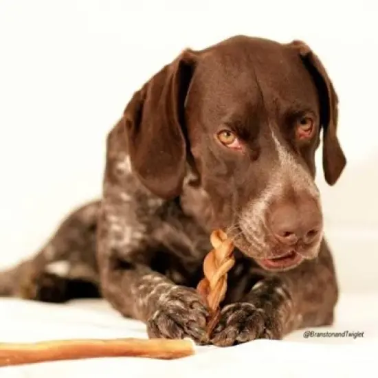 Pawstruck 7" Braided Bully Sticks for Dogs - Natural Bulk Dog Dental Treats & Healthy Chews, Chemical Free, 7 inch Best Low Odor Pizzle Stix image {4}