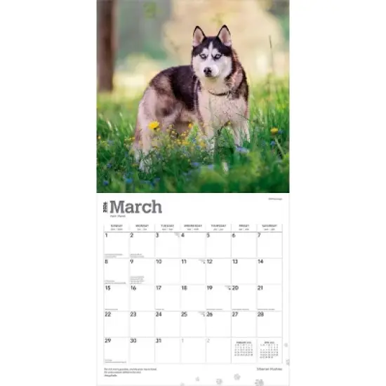 BrownTrout Siberian Huskies 2026 12"x24" Hanging Square Wall Calendar Plastic-Free image {2}