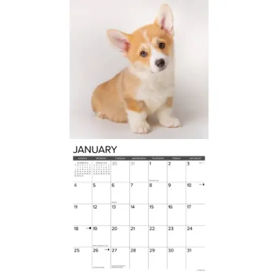 Willow Creek Press 2026 Corgi Puppies Wall Calendar image {2}