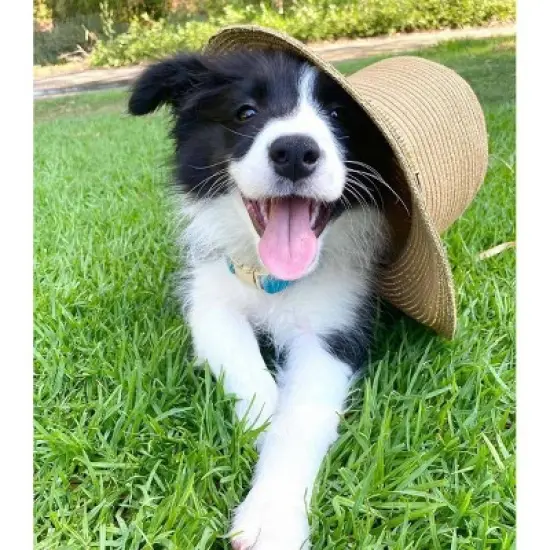 Pink Papyrus Hayden Dog Collar image {2}