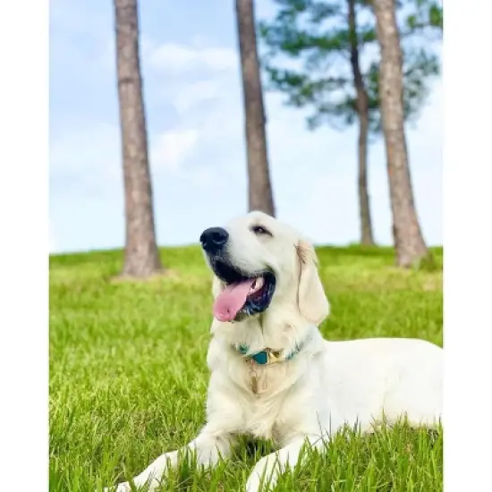 Pink Papyrus Hayden Dog Collar image {3}