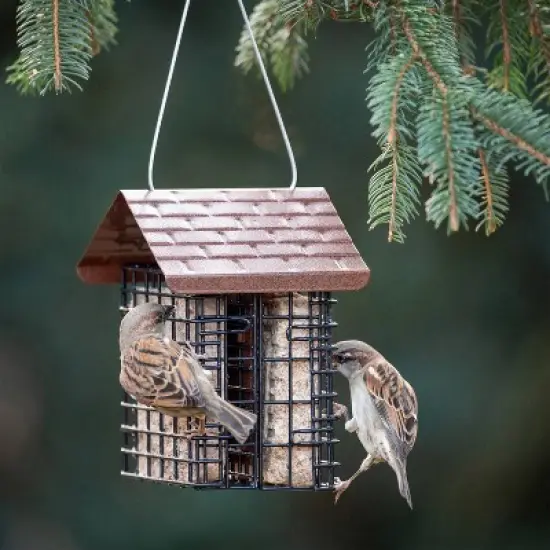 More Birds 2 Cake Suet Feeder with Weather Guard: Solid Steel, Dual Feeding Stations, Weather-Resistant image {2}