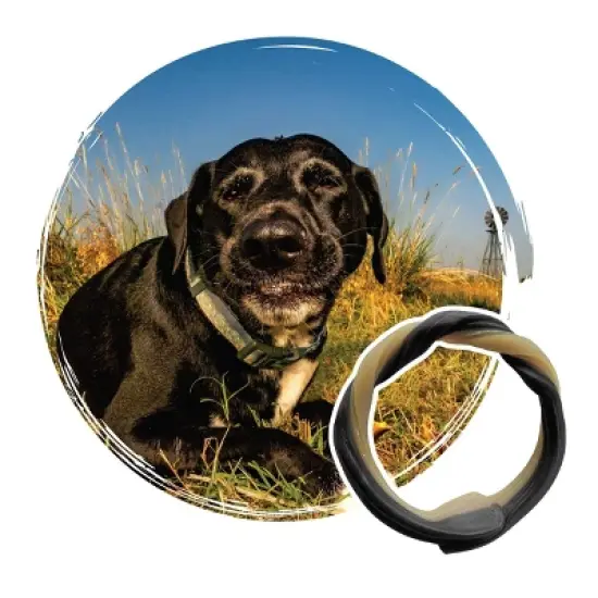 N-Bone Adult Dental Rings Dog Treat with Chicken Flavor - 14oz/10ct image {2}