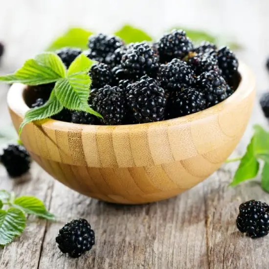 Bushel and Berry Blackberry 'Baby Cakes' 1pc Seasonal U.S.D.A. Hardiness Zones 4-8 National Plant Network 2.5qt image {2}