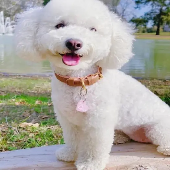 PoisePup &ndash; Luxury Pet Dog Collar &ndash; Soft Premium Italian Leather Padded Adjustable Collar for Small, Medium and Large Dogs - Bella Rose image {2}