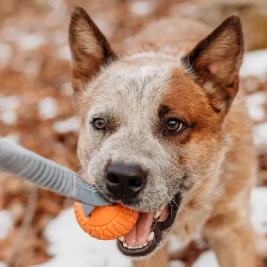 N-Gage Classic Bungee Handler Dog Ball Toy image {3}