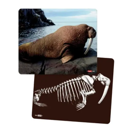 Roylco What's Inside Animals? image {3}