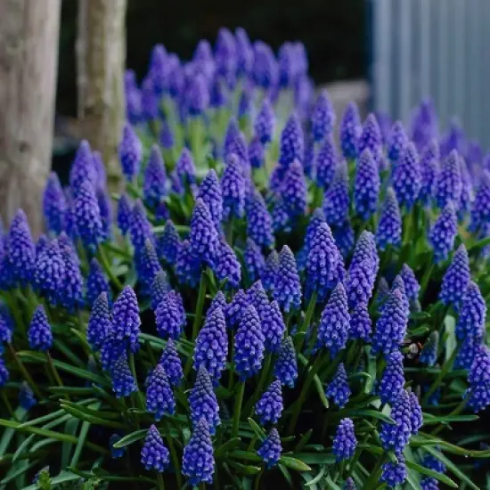 Van Zyverden 100ct Bulbs Muscari Grape Hyacinths image {6}