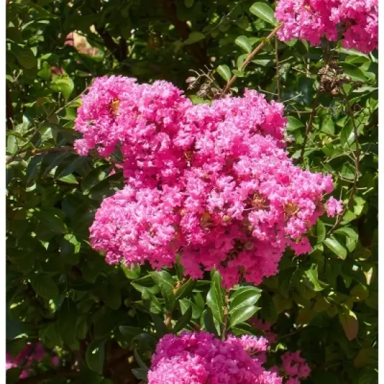 National Plant Network Pocomoke Dwarf Crepe Myrtle - 3gal image {8}