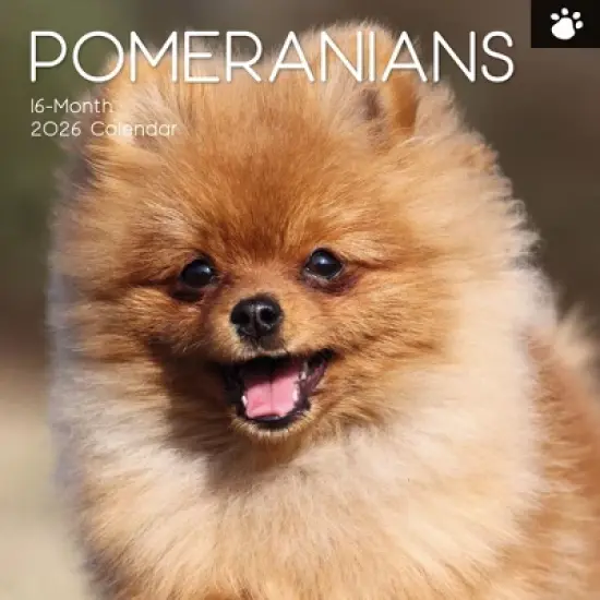 2026 Square Wall Calendar, Pomeranian, 16-Month Animals Theme with 180 Reminder Stickers (12x12 In) image {4}