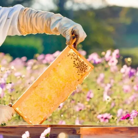 Lehman's Beekeeping Beehive Box, 8 Frame Medium Assembled Super or Brood Honeybee Hive Box with Beeswax Foundation Frames, Amish Made image {3}