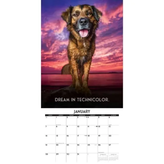 Willow Creek Press 2024 Wall Calendar 12"x12" Dog's Life image {2}