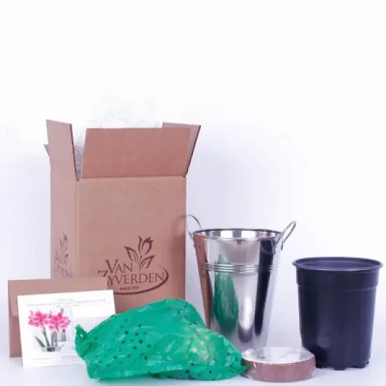 Van Zyverden Amaryllis Pink Flower Bulb with Artisan Decorative Planter image {4}