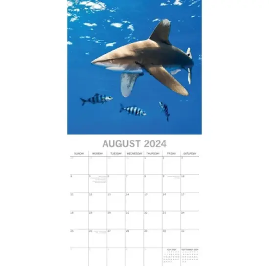 The Gifted Stationery 2024 Square Wall Calendar, Sharks, 16-Month Animals Theme with 180 Reminder Stickers (12 x 12 In) image {2}