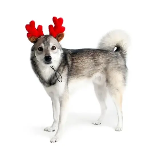 Midlee Christmas Reindeer Small Dog Antlers image {5}