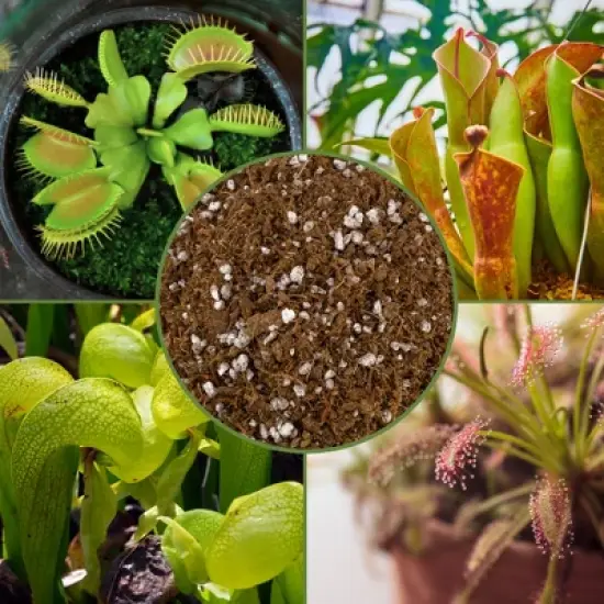 Soil Sunrise Carnivorous Plant Potting Soil Mix for Venus Fly Trap, Pitcher Plants image {2}
