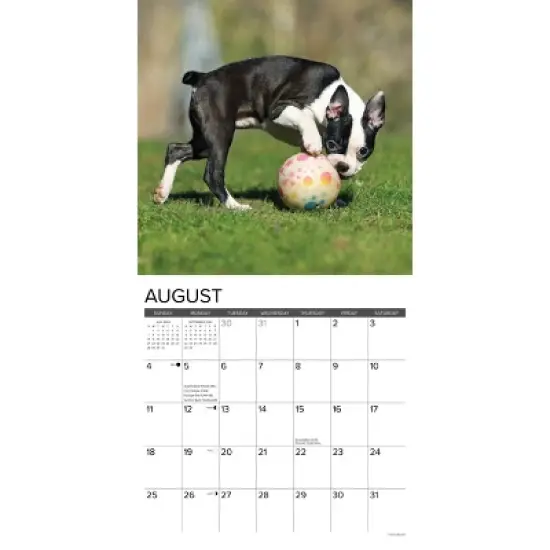 Willow Creek Press 2024 Wall Calendar 12"x12" Just Boston Terrier Puppies image {2}