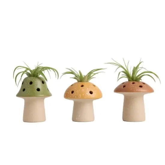 LiveTrends Fairy Ring Live Houseplant image {6}