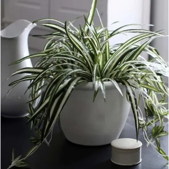 The HC Companies Sevilla Round Self-Watering Pot, Plastic Classic Planter with Internal Disk for Indoor and Outdoor Plants, 12 Inch, White image {2}