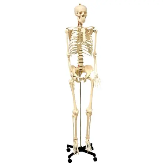 Supertek Life Size Human Skeleton Model with Key, Rod Mount image {1}