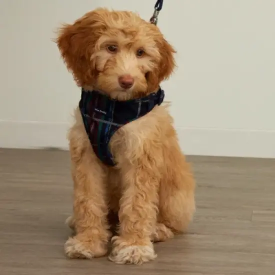 Vera Bradley Pet Harness image {4}