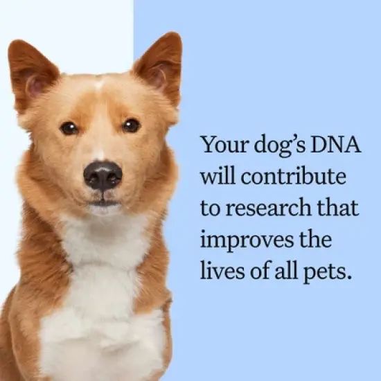 Wisdom Panel Breed Discovery Dog DNA Kit: Most Accurate Dog Breed Identification, Test for 365+ Breeds, MDR1 Health Test, Ancestry, Relatives image {4}