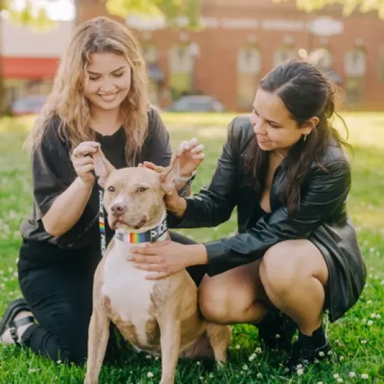 Country Brook Petz Premium Pride Dog Collar image {1}