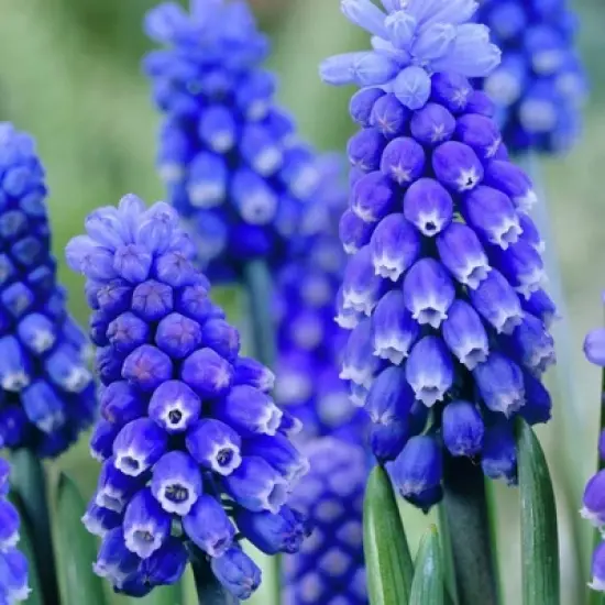 25ct Muscari Dark Eyes Blue Bulbs - Van Zyverden image {2}