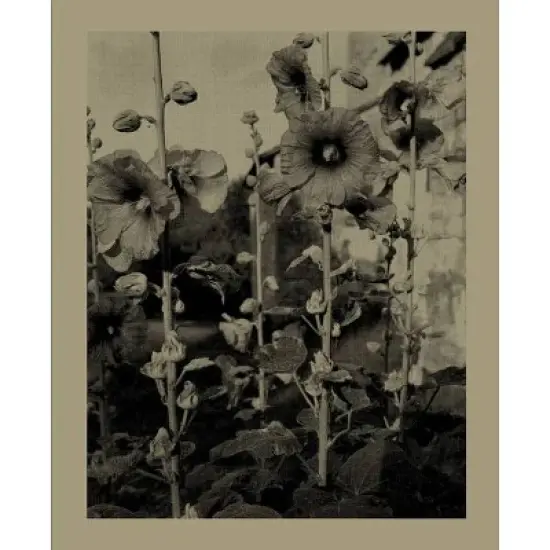 Nicholas Nixon: Closing the Distance - by  Jordan Alves (Hardcover) image {1}