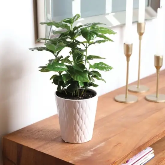 Live 5" Coffee Arabica Houseplant in White Planter image {3}