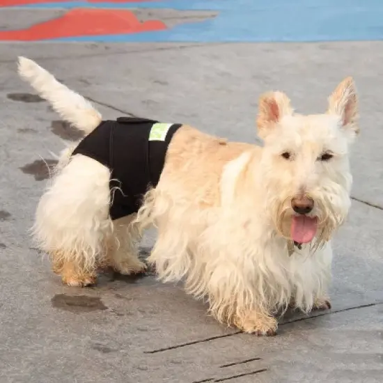 Healers Body Rear Module Dog Wrap image {6}