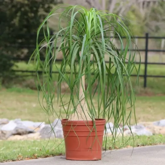 National Plant Network Live Indoor 6" Ponytail Palm Plant image {2}