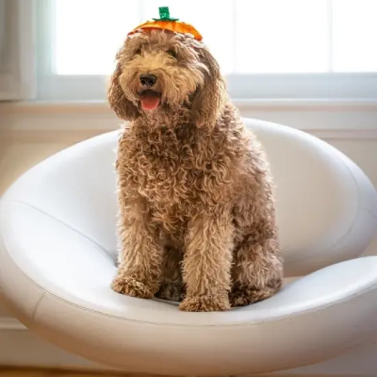 Midlee Dog Pumpkin Headband Halloween Costume image {1}