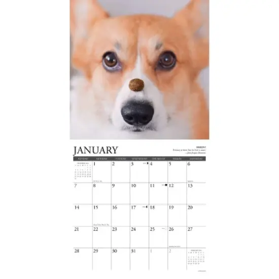 Willow Creek Press 2024 Wall Calendar 12"x12" Corgi Rules image {2}