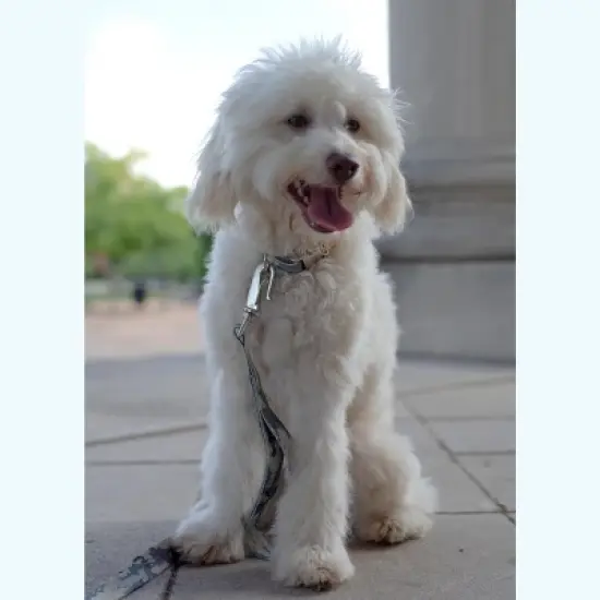 Country Brook Petz Premium Mountain Viper Camo Dog Collar image {2}