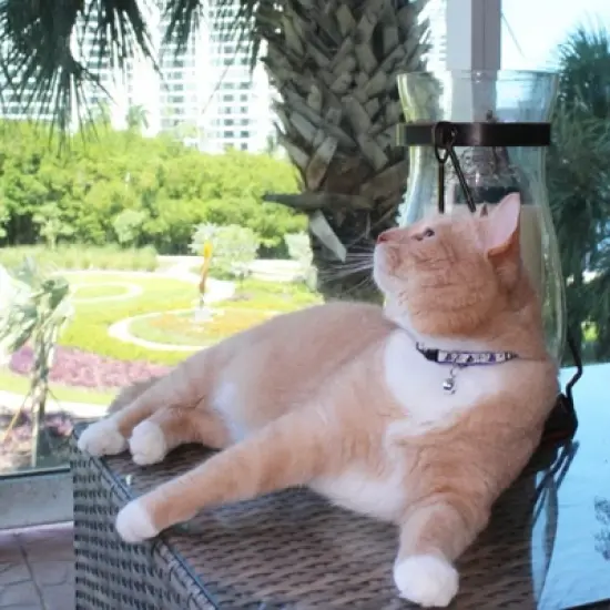 Pawtitas Glow In The Dark Adjustable Cat Collar image {5}