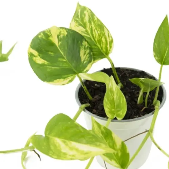 3pc 'Variegated' Pothos - National Plant Network image {3}