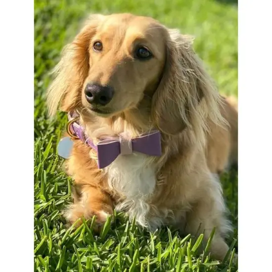 PoisePup &ndash; Luxury Pet Dog Bow Tie &ndash; Soft Premium Leather Bowtie for Small and Large Dogs - Lavish Lavander image {2}