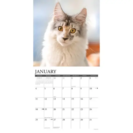 Willow Creek Press 12"x12" 2026 Cats Spiral Wall Calendar image {2}