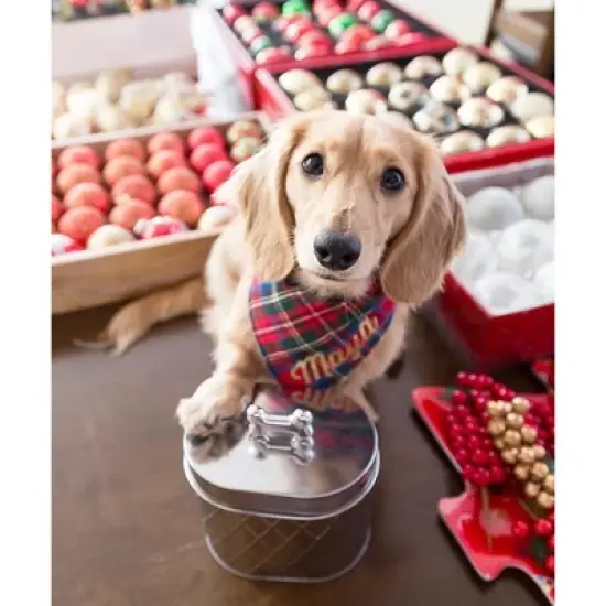 Amici Pet Chance Diamond Metal Canister - 52 Oz Stainless Steel Food Safe Storage with Silver Bone Handle Lid, Decorative Container - (6" H x 4.5" W) image {3}