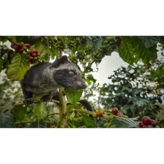 Premium Kopi Campur (Kopi Luwak) From Indonesia Wild Palm Civets Coffee Beans, Medium Roast, 250 Grams image {2}