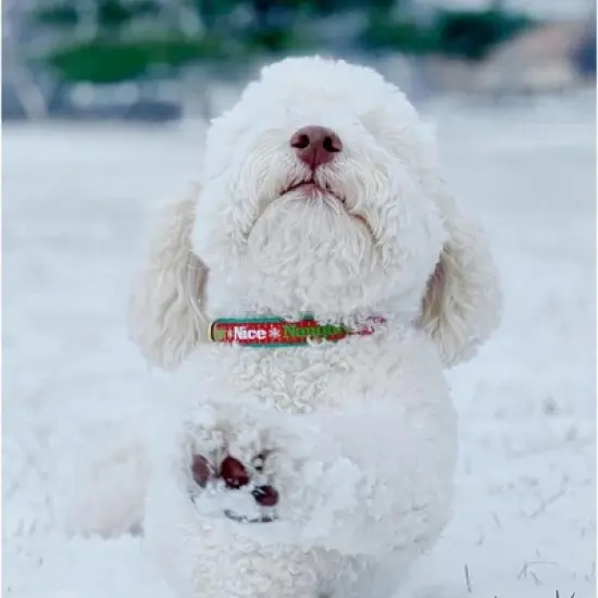 Up Country Christmas Naughty and Nice Dog Collar image {1}