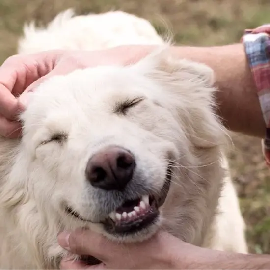 Greenies Fresh Dental Care Spearmint Flavor Adult Large Breed Dog Treats - 12oz image {7}