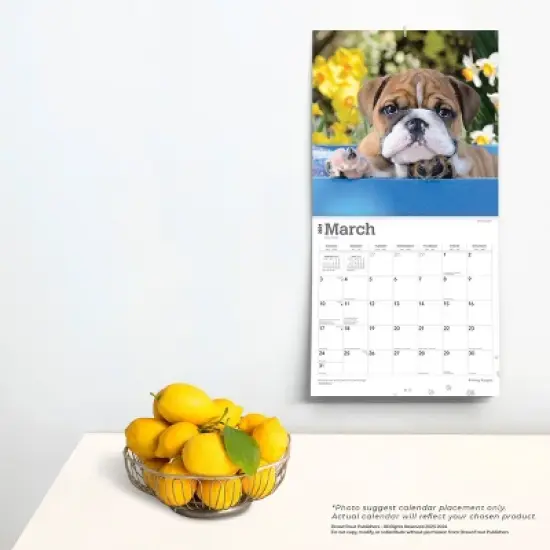 Browntrout 2024 Wall Calendar 12"x12" Bulldog Puppies image {3}